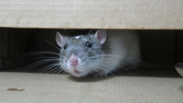 El principal enemigo de las ratas: el método natural para que los roedores no se acerquen a tu casa