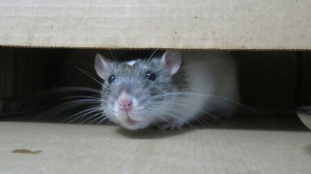 El principal enemigo de las ratas: el método natural para que los roedores no se acerquen a tu casa