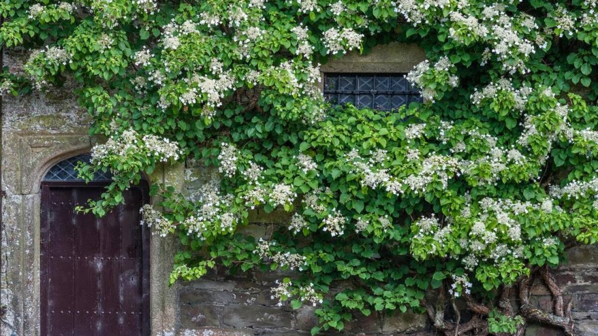 Hortensia trepadora. Fuente: Boreal Garden