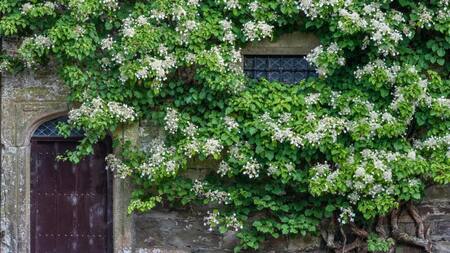 Hortensia trepadora. Fuente: Boreal Garden