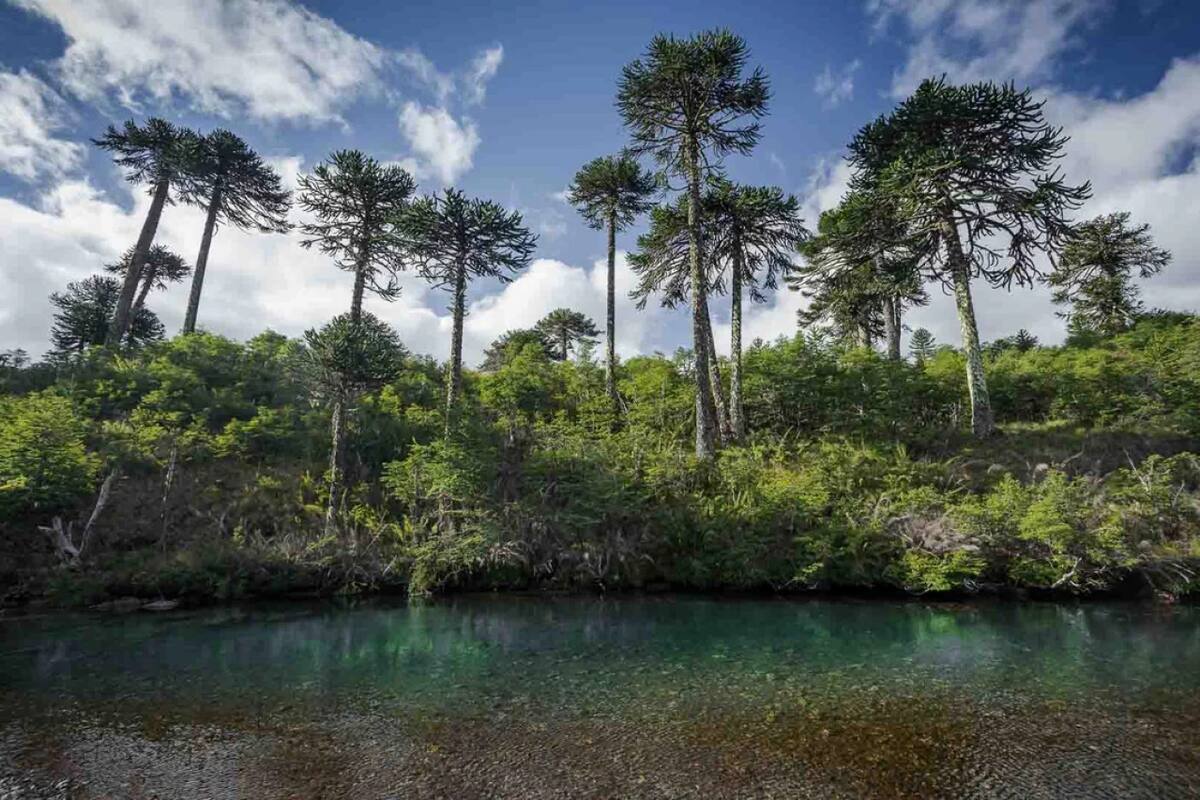 Bosques de Pehuenes. Foto NA.
