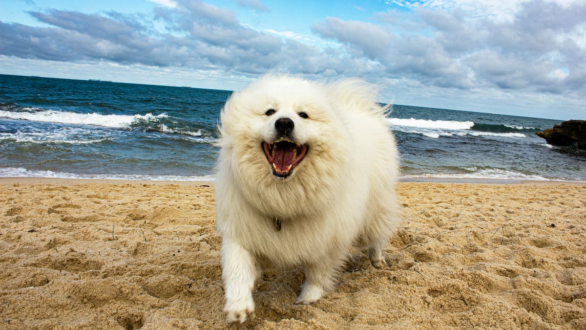 Perros en la playa.