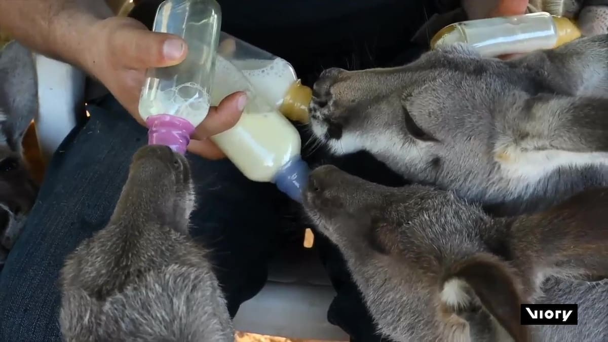 50 canguros rescatados en Queensland, Australia. Foto: Captura de pantalla, Viory.