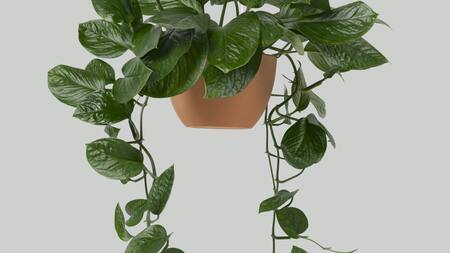 Las características de la planta que da hojas verdes todo el año. Foto: Freepik.