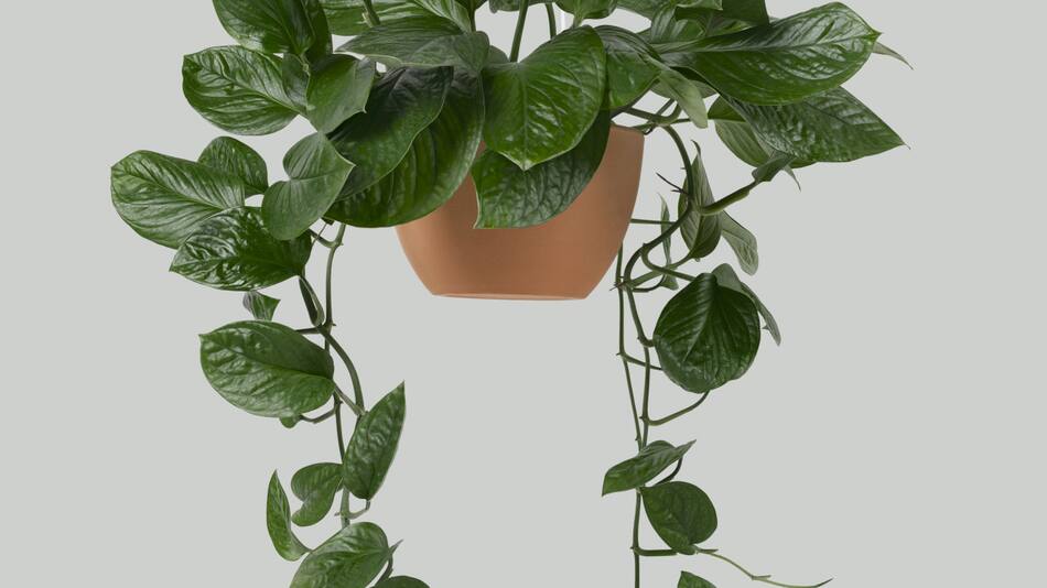 Las características de la planta que da hojas verdes todo el año. Foto: Freepik.