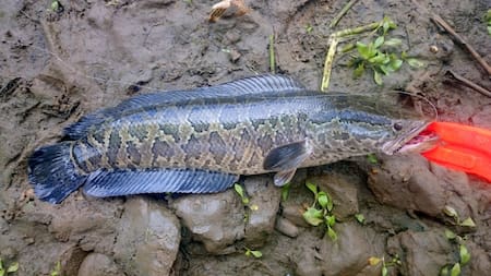 El pez Channa argus, conocido como cabeza de serpiente del norte. Foto: Natusfera.