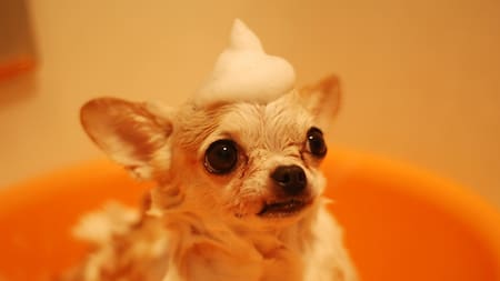 Shampoo para perros: la guía indispensable para cuidar su piel y mantenerlo limpio por más tiempo