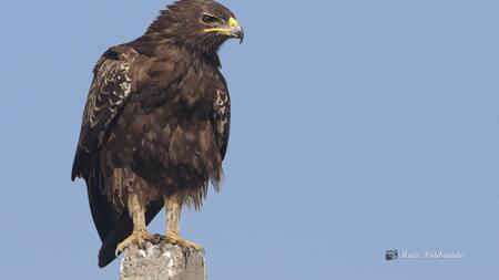 Aves en peligro. Foto: EFE
