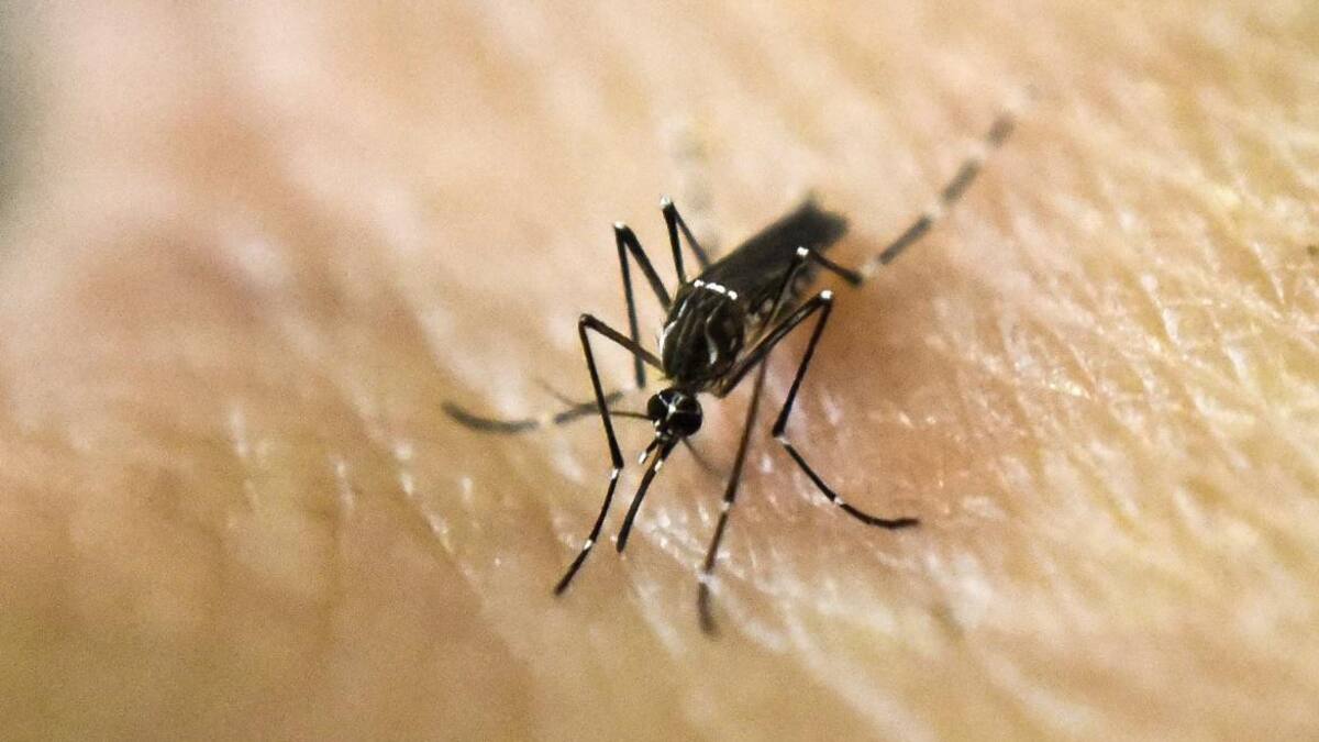 Dengue. Foto: NA.
