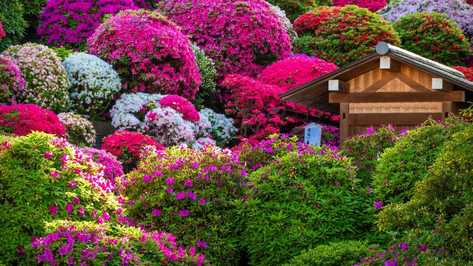 Cuál es la planta que atrae dinero al hogar. Foto Unsplash