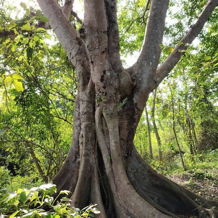 Plantó un árbol en una isla desértica y creó un gran bosque. Foto: Instagram/forestmanofindia