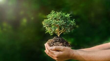 Ley de Restauración de la Naturaleza. Foto: ONU