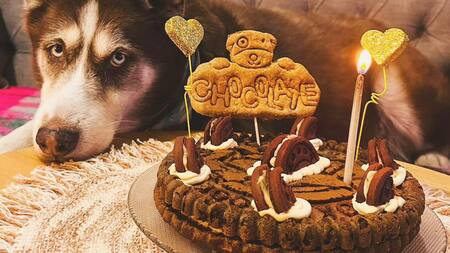 Macotas. Foto: Unsplash.