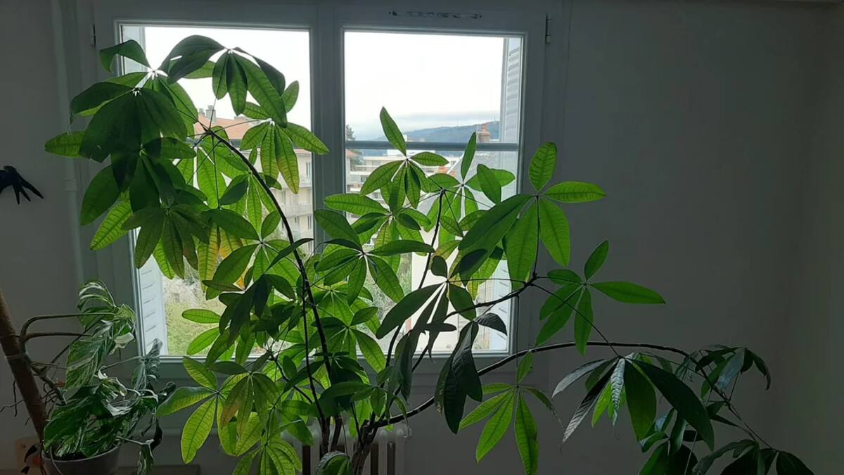Esta planta da suerte y crece rápido si la colocás cerca de una ventana: ideal para la primavera
