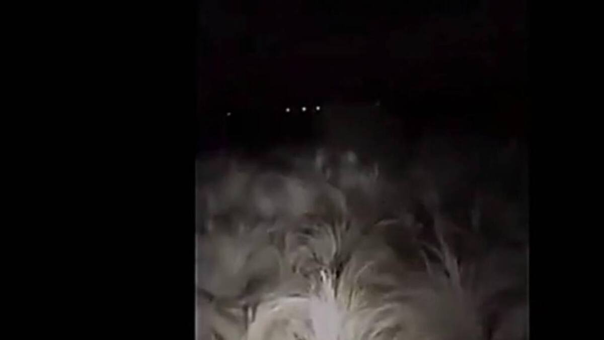 Extraña criatura en un campo de Córdoba