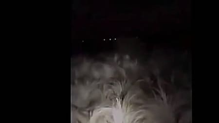 Extraña criatura en un campo de Córdoba