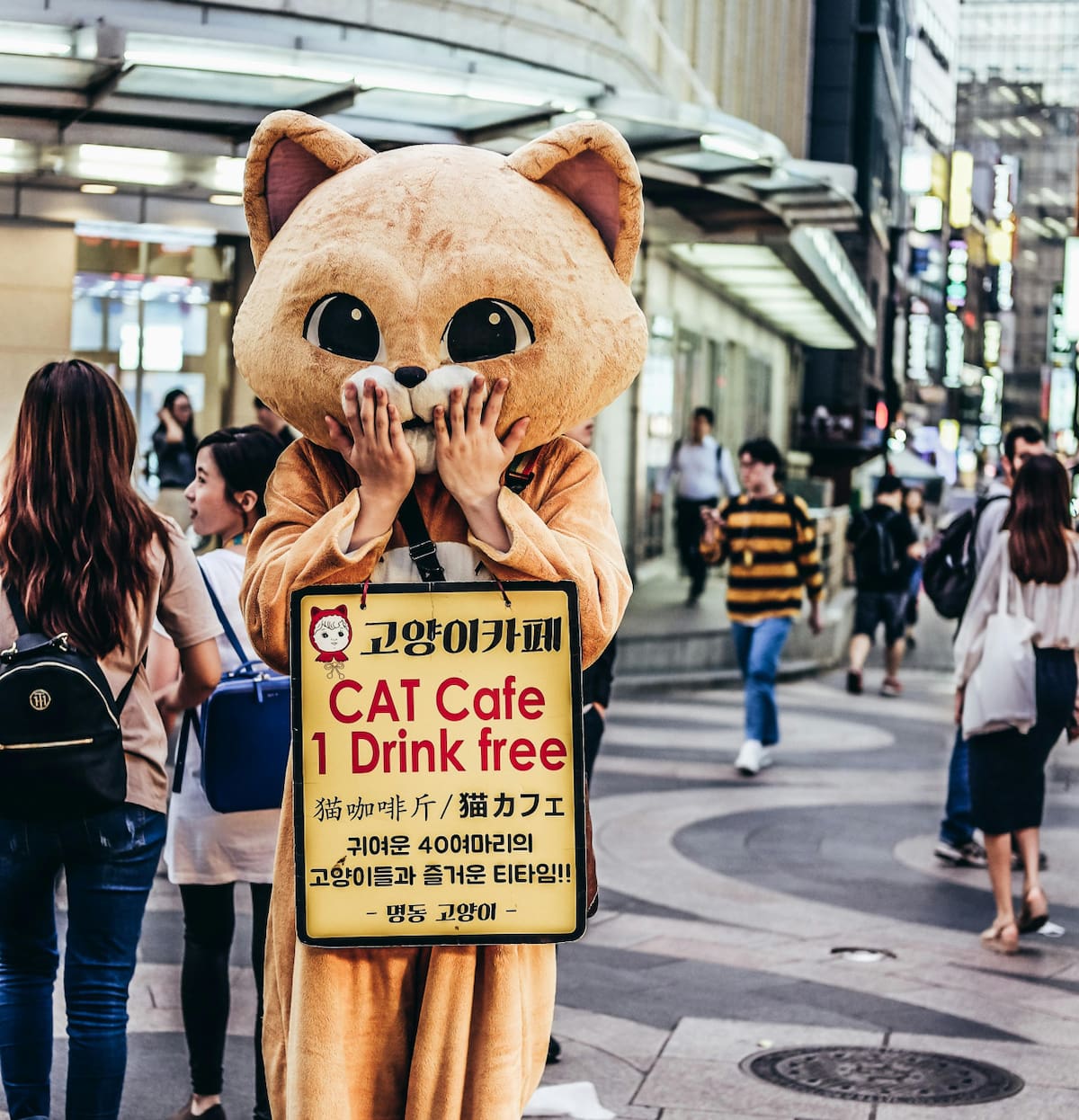 Cat café. Foto: Pexels.