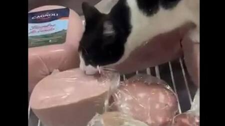 El gato filmado en una fiambrería de Mar del Plata. Foto: NA