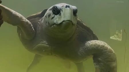 El tortugo Jorge continúa su aventura marina: recorrió 800 kilómetros y ya llegó a Brasil