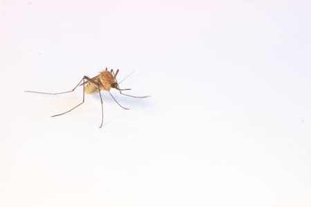 Mosquitos. Unsplash