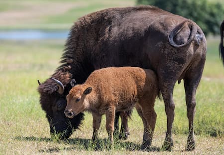 Bisonte americano. Foto: EFE.