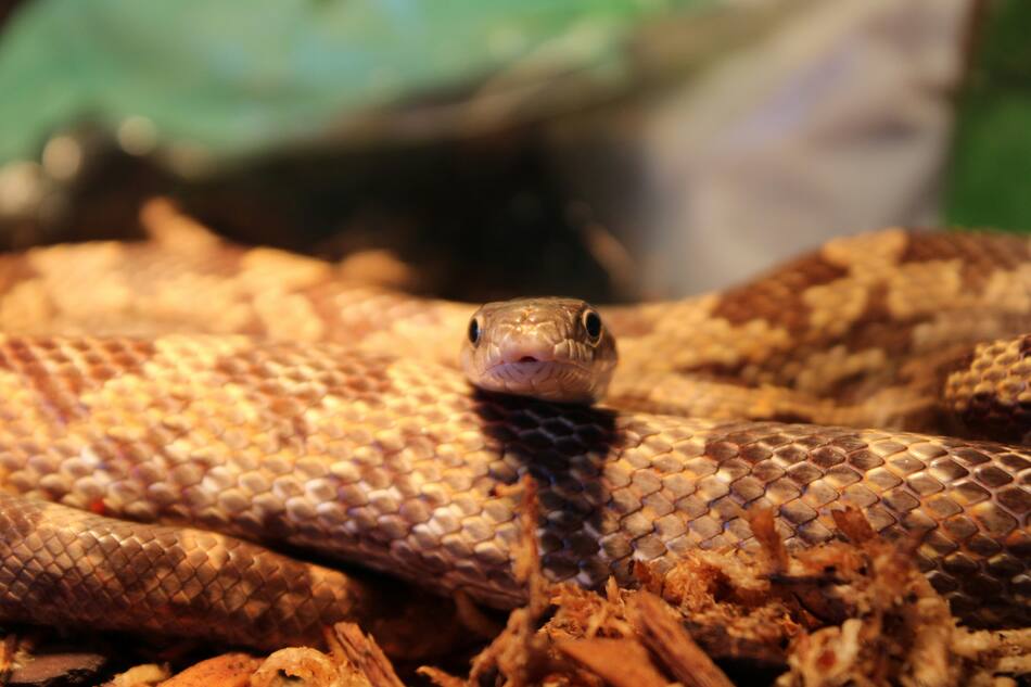 Serpiente. Foto: Unsplash