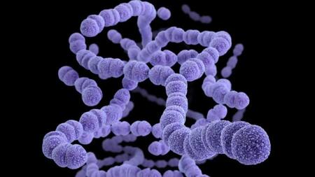 Estreptococo, Streptococcus Pyogenes
