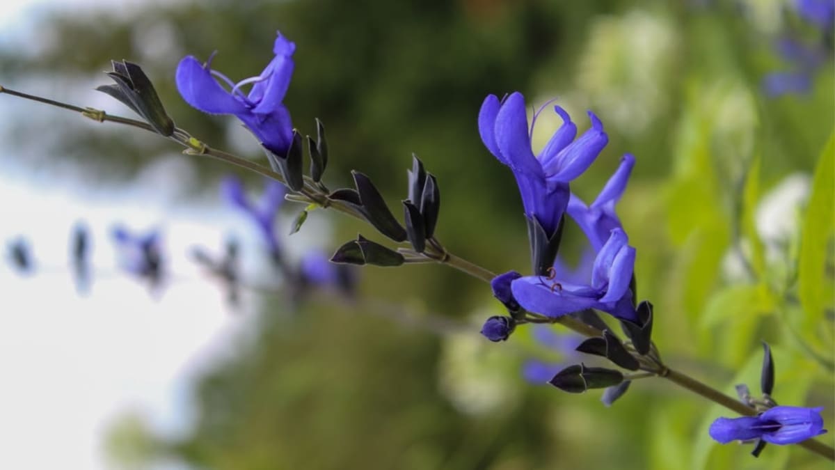 Planta de salvia