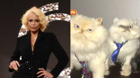 Los gatos de Daniela Cardone. Foto Canal26.com