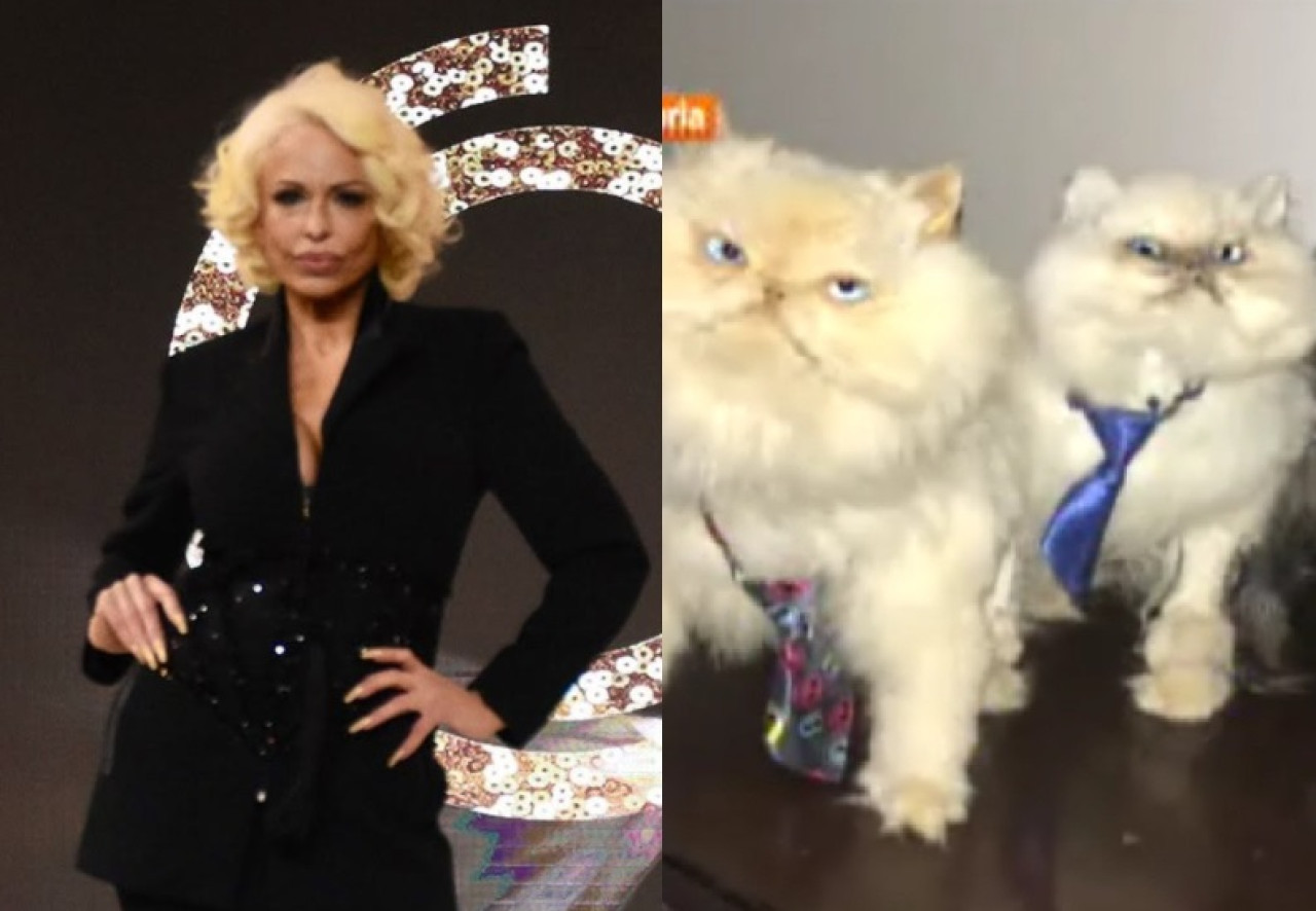 Los gatos de Daniela Cardone. Foto Canal26.com