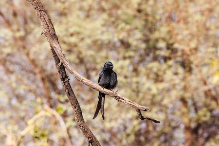 Drongo, pájaro africano. Foto: Pixabay.