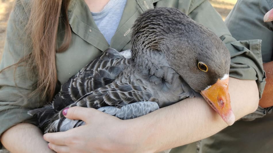 Las aves se encargan de los pequeños brotes y de dejar el viñedo limpio de vegetación. EFE.