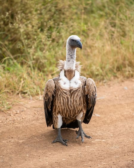 Buitre de Rüppell. Foto: Pexels.