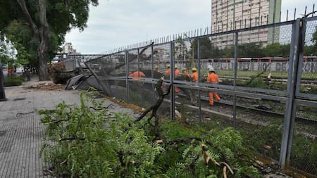 Un árbol interrumpió el servicio del tren Sarmiento. Foto: Télam