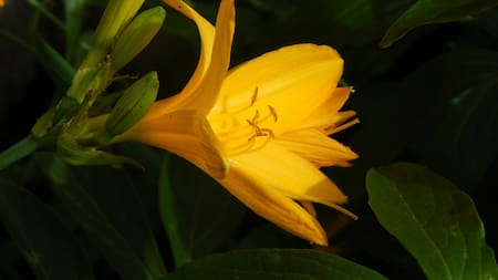Corrientes prohíbe el lirio amarillo, una flor exótica que pone en riesgo los humedales. Foto: Unsplash