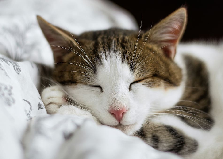 Gato; felino; mascota. Foto: Unsplash.
