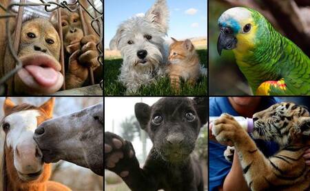 29 de abril día del animal