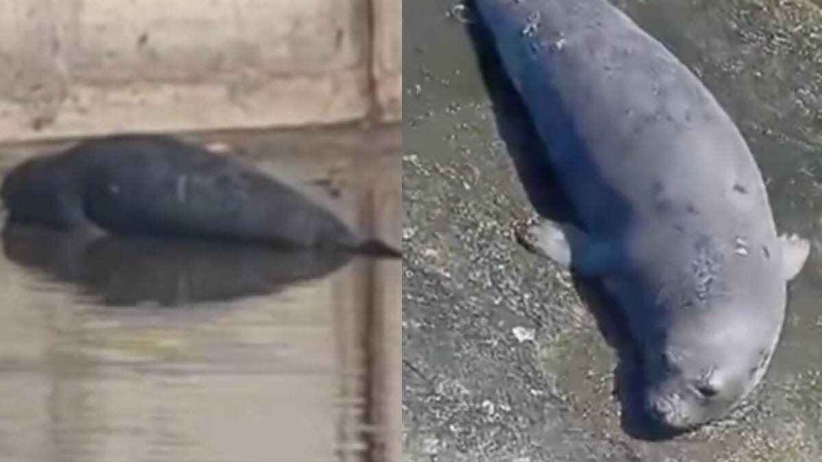 Apareció un lobo marino en un arroyo de La Plata. Foto captura NA
