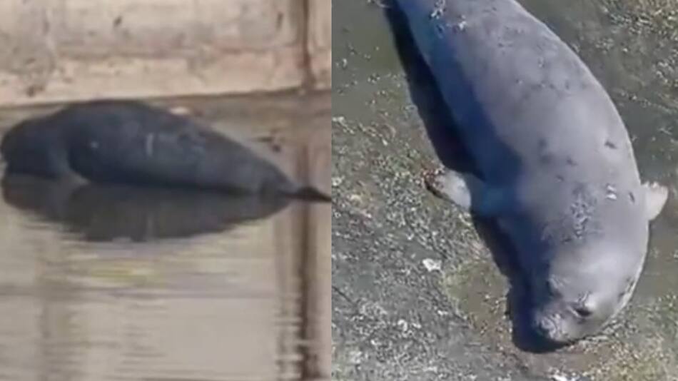 Apareció un lobo marino en un arroyo de La Plata. Foto captura NA