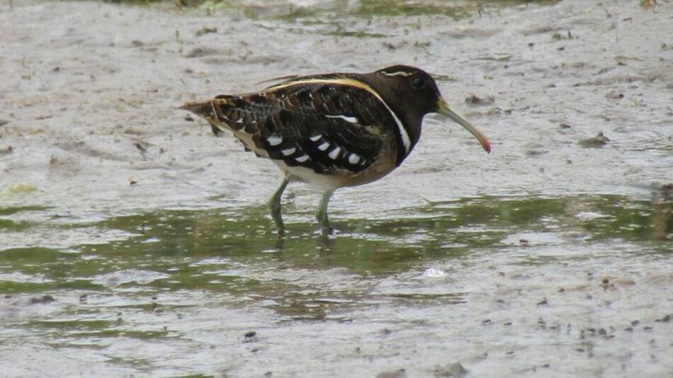 Así es el aguatero, una de las aves más increíbles. Foto X @AlanBenadia