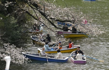 Cerezos en Japón. Foto: EFE.