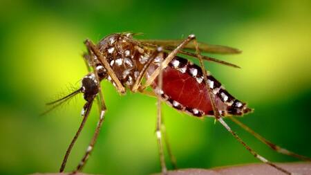 Mosquito de la fiebre amarilla