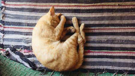 Los gatos son sociables y necesitan estímulos para conservar su bienestar