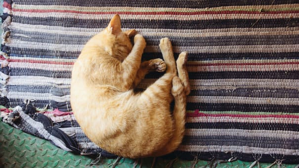 Guía para dueños responsables: cómo preparar a tu gato para dejarlo solo sin causarle estrés