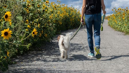 Cómo pasear a tu perro de manera segura