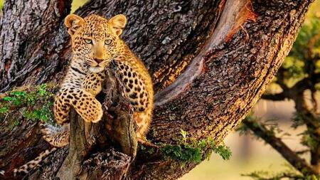 Leopardo. Foto Twitter @Openmente2.