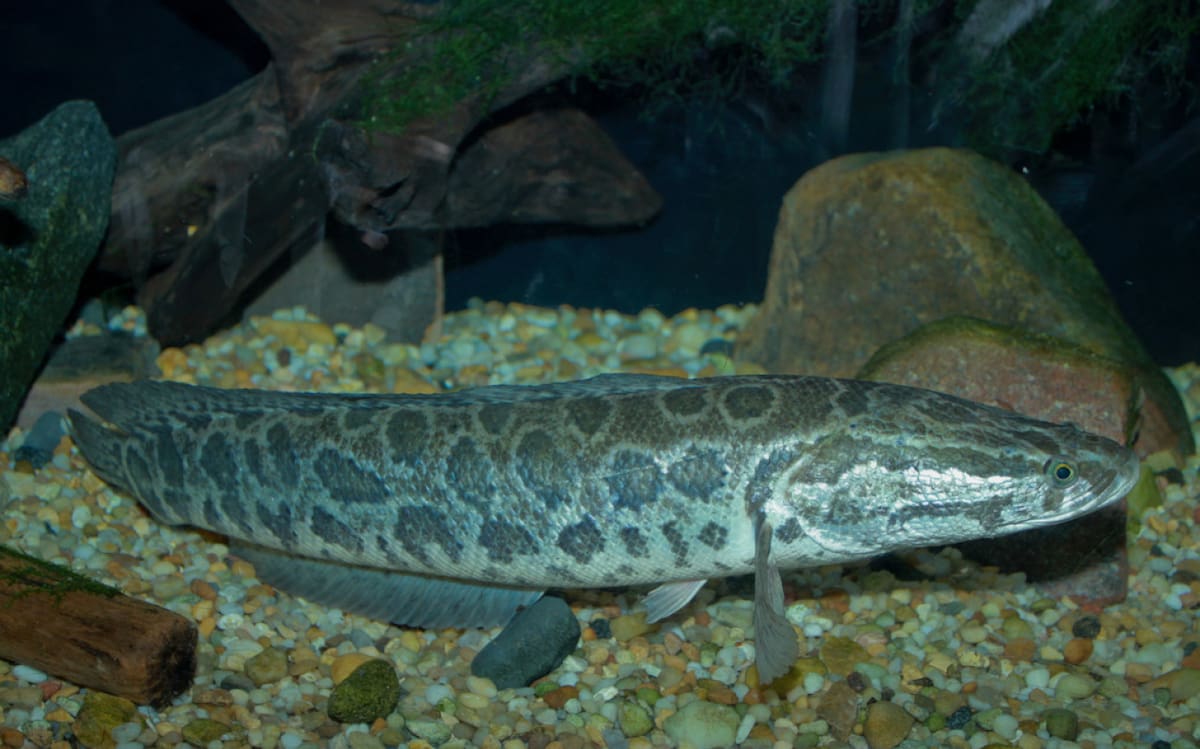 El pez Channa argus, conocido como cabeza de serpiente del norte. Foto: Natusfera.