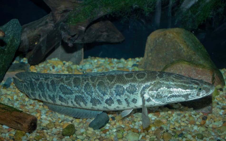 El pez Channa argus, conocido como cabeza de serpiente del norte. Foto: Natusfera.