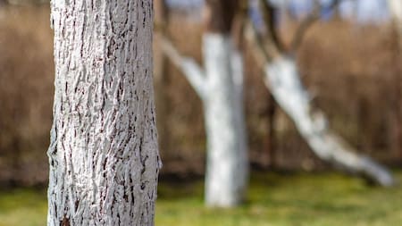 Troncos pintados de blanco.
