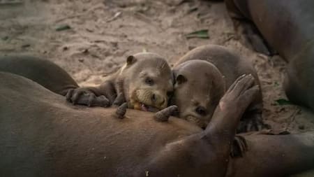 Emocionante: nacen dos camadas de nutrias gigantes en el Iberá tras un exitoso programa de recuperación